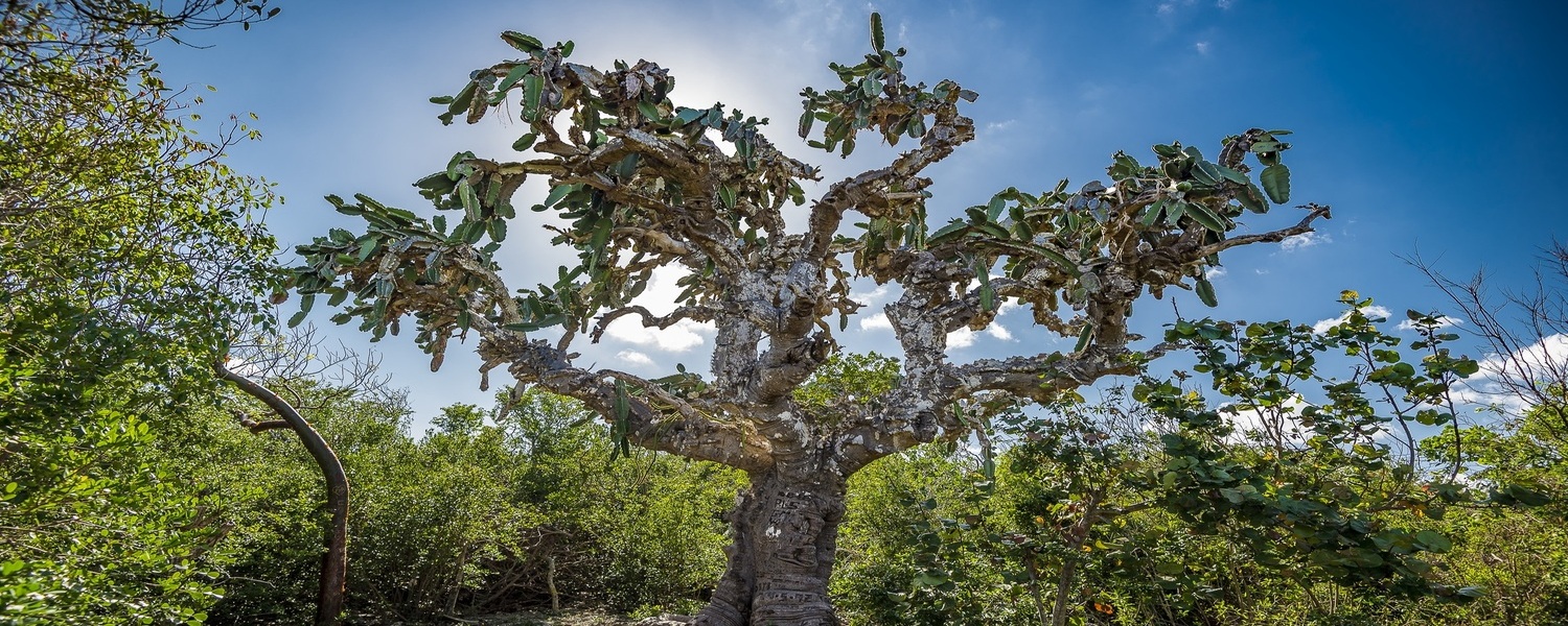 Cactus El Patriarca dans la réserve écologique de Varahicacos